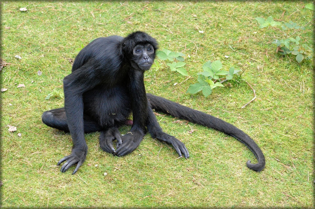 A sitting Spider monkey